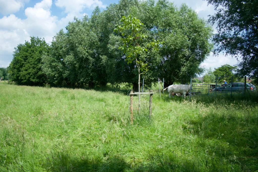 Overzicht van de weide