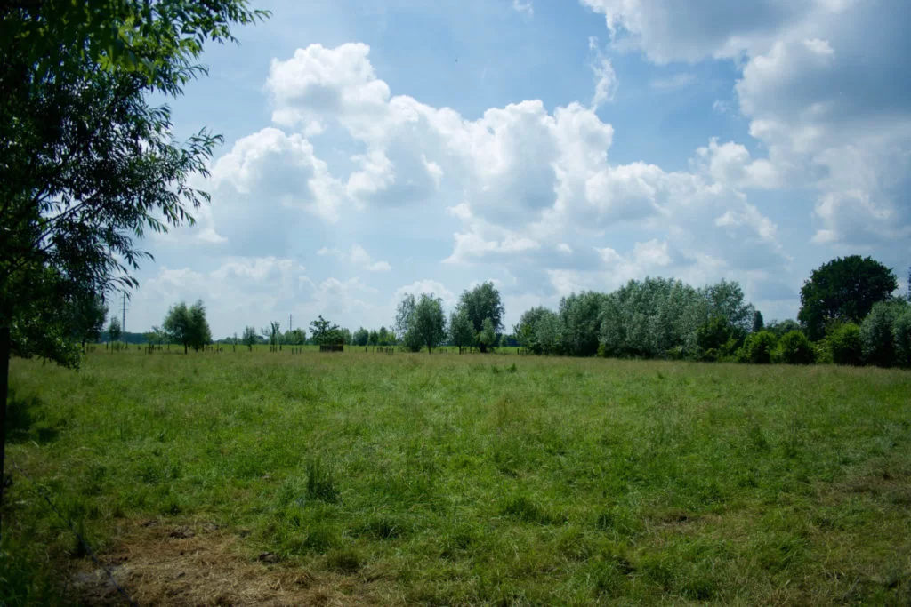Overzicht van de weide